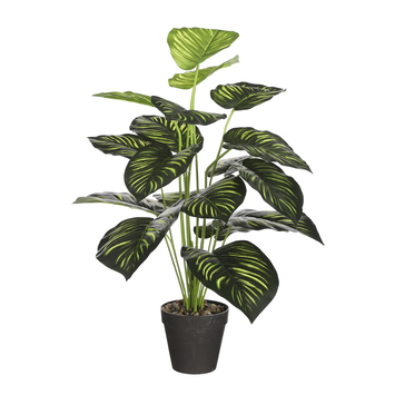 Caladium groen in pot