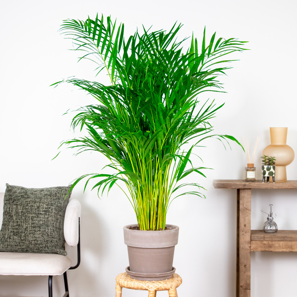 Dypsis lutescens - palmier dorés - plante d'intérieur - entretien facile – ⌀21 cm - ↕100-110 cm
