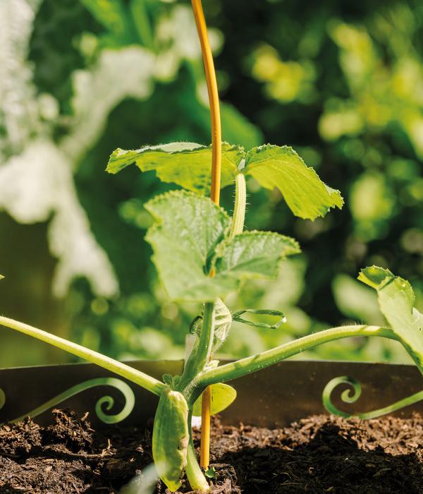 bellissa Stahl-Tomatenspirale Colorata