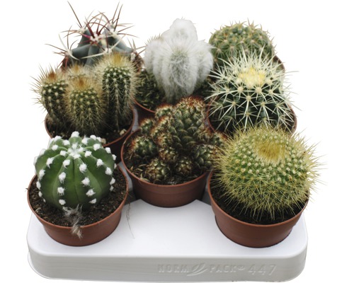 Cactus Mix FloraSelf Ø 8,5 cm pot, willekeurige selectie van soorten