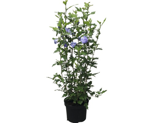 Tuinhibiscus FloraSelf Hibiscus syriacus 'Blue Chiffon' H 50-60 cm Co 4,5 L halfdubbele bloemen