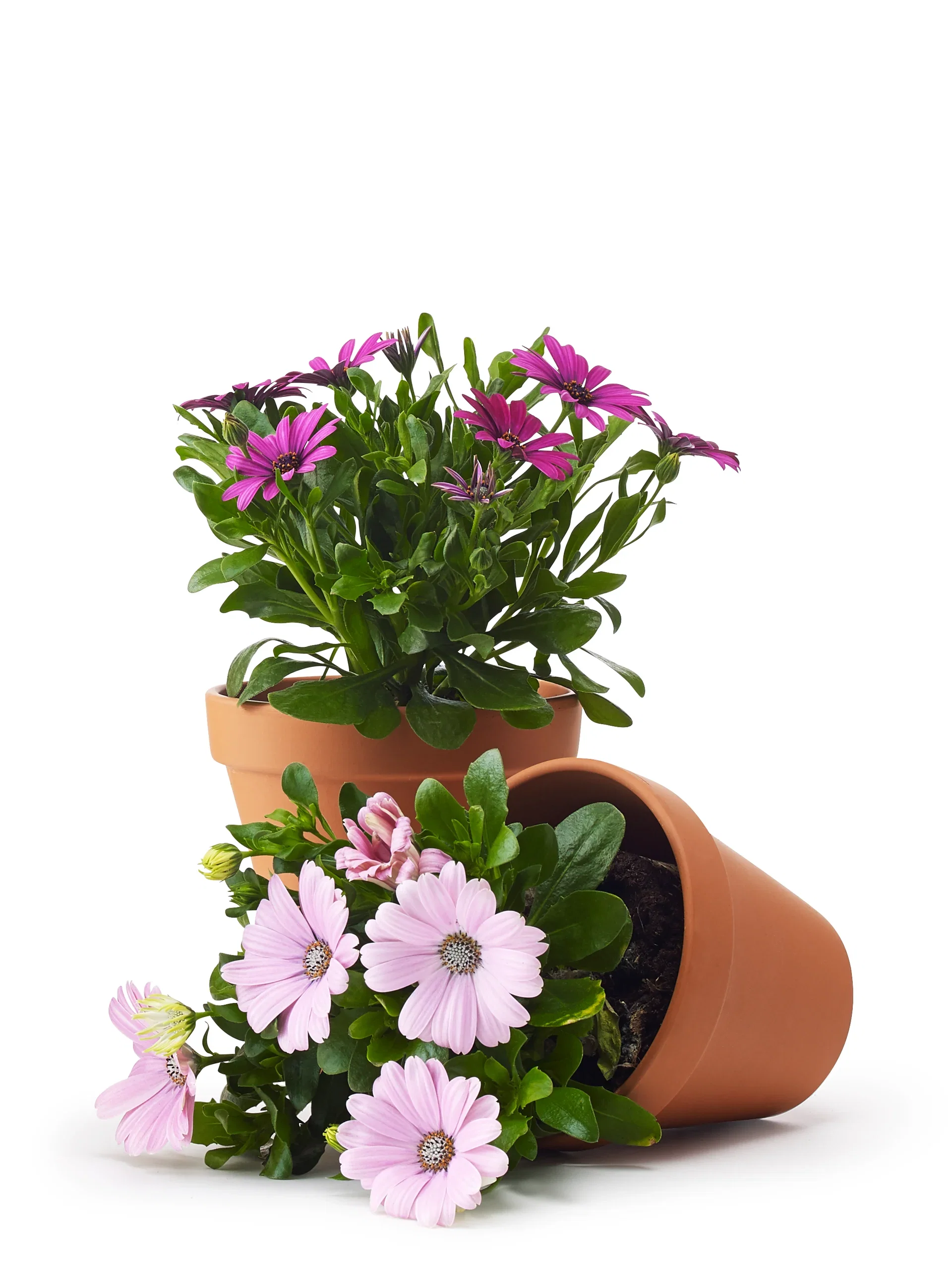 Osteospermum ecklonis Spansk Margeritt Ø11 cm