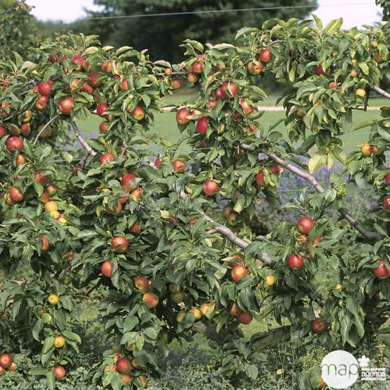 Pommier Reine des Reinettes : ½ tige, 4-5 ans, H 170-180 cm POT 15L