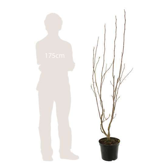 Magnolia x Pinkie : conteneur de 10 L