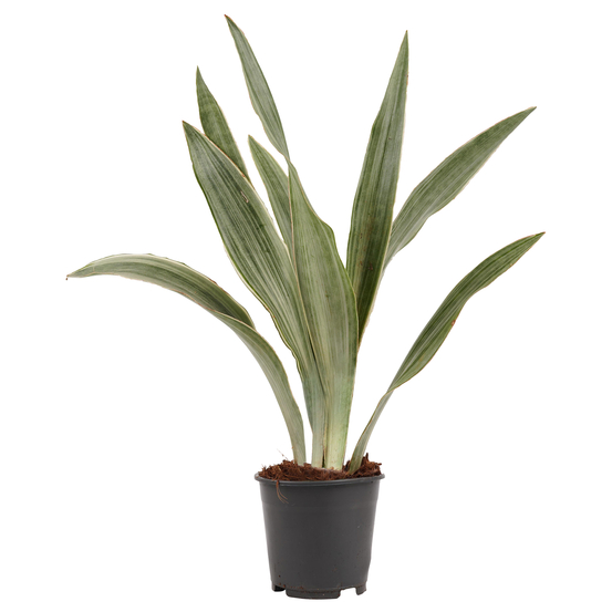 Sanseveria Aubrytniana - pot D14cm