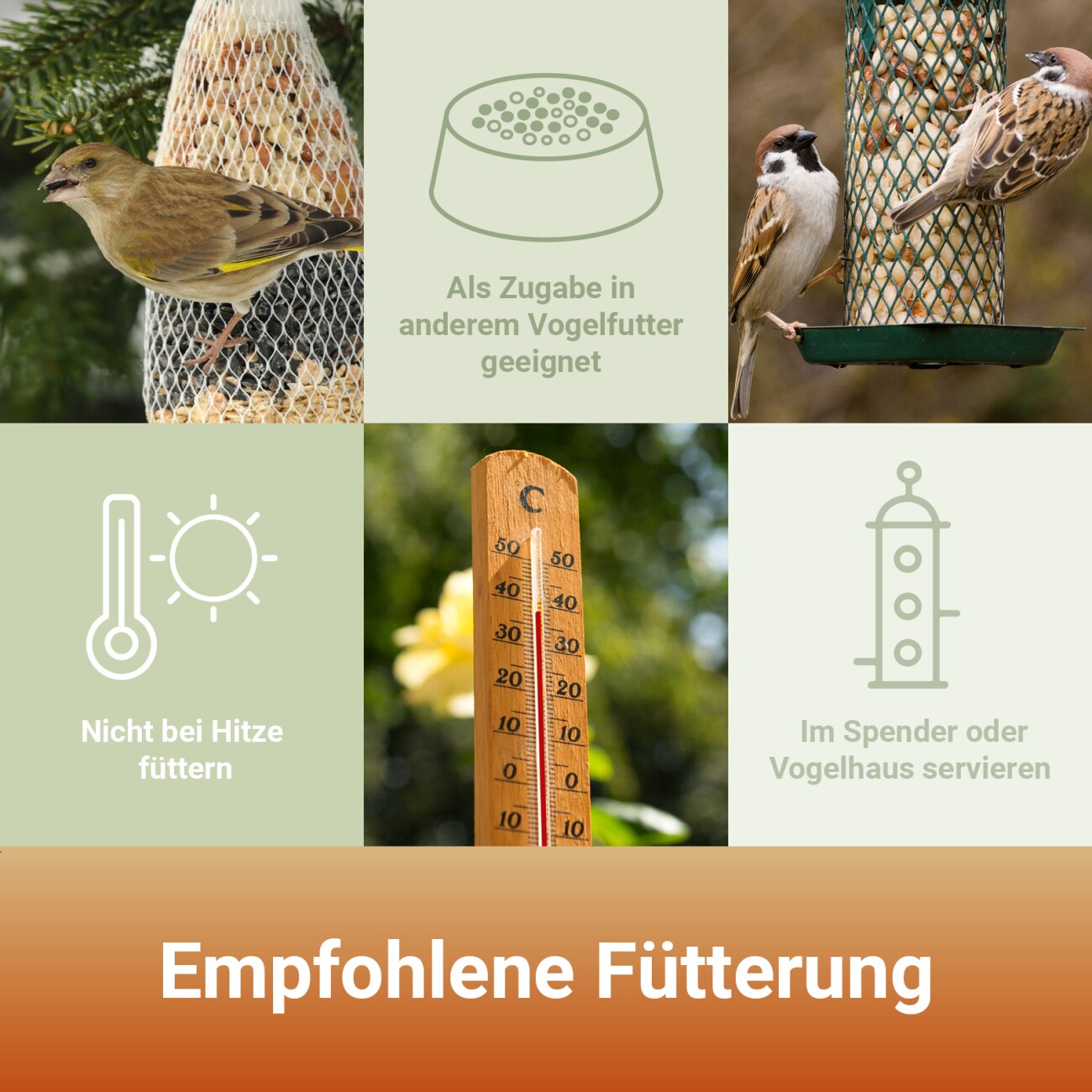 Panto ERDNUSSBRUCH HALBE UND GANZE MIT HAUT 2,5kg