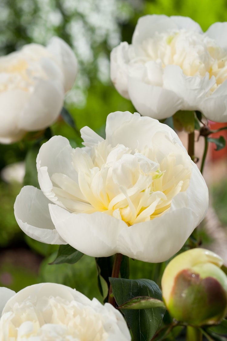Pioenroos (Paeonia (LD) 'Duchesse de Nemours') D 11 H 80 cm