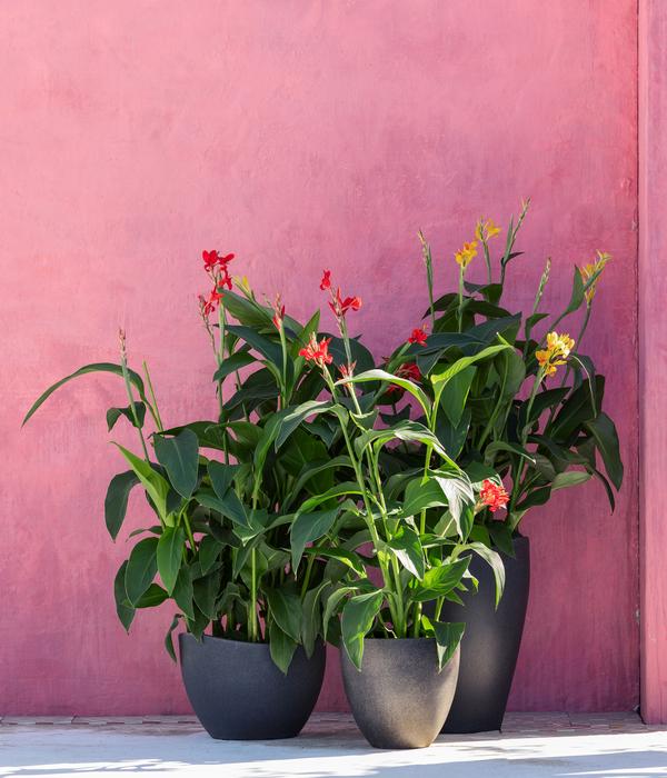 Indisches Blumenrohr, verschiedene Sorten