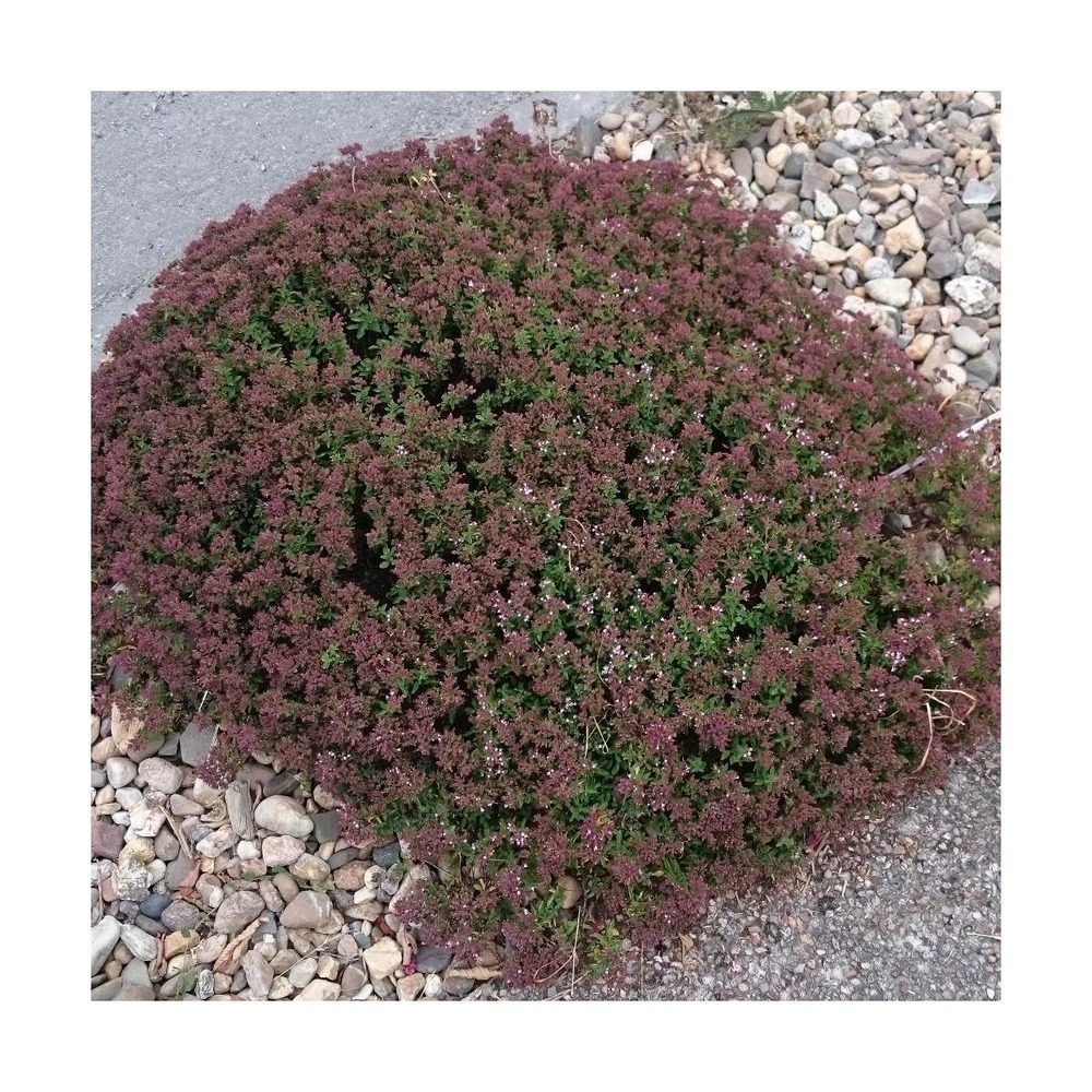 Origan compactum/origanum vulgare compactum[-]godet