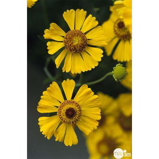 Gaillarde Chloé : godet vert