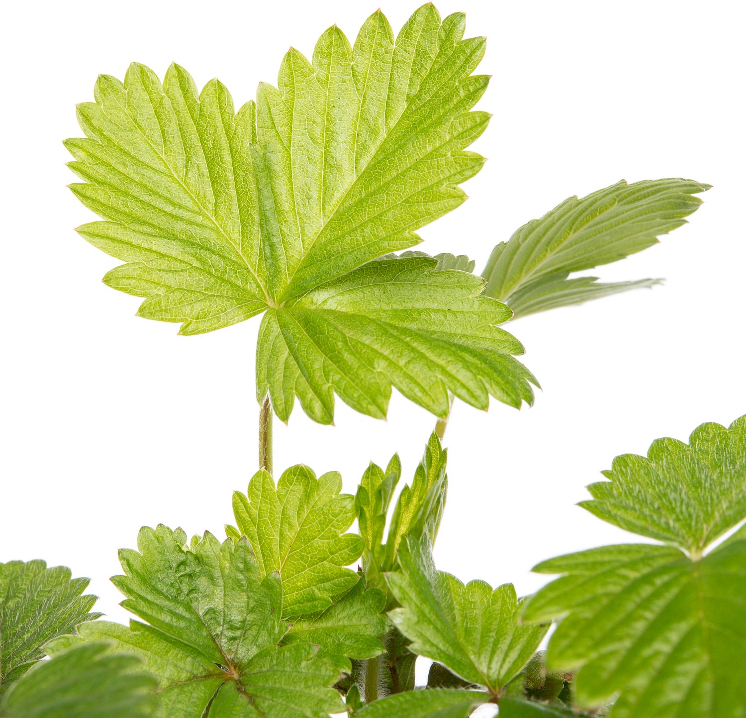 Bosaardbei (Fragaria vesca 'Alexandria') D 9 H 10 cm