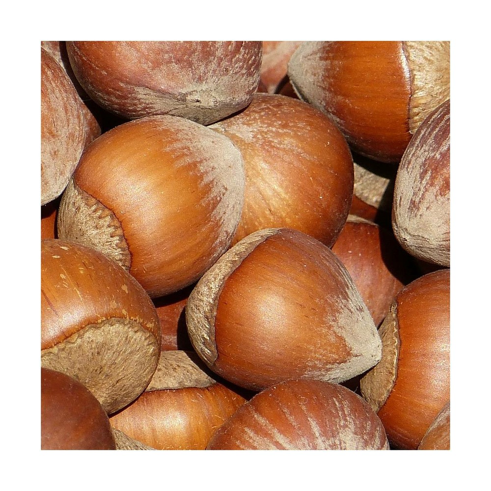 Noisetier avellana lange tidlig zeller/corylus avellana lange tidlig zeller[-]pot de 10l