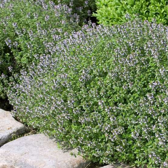 Plant de thym commun : pot de 3 litres
