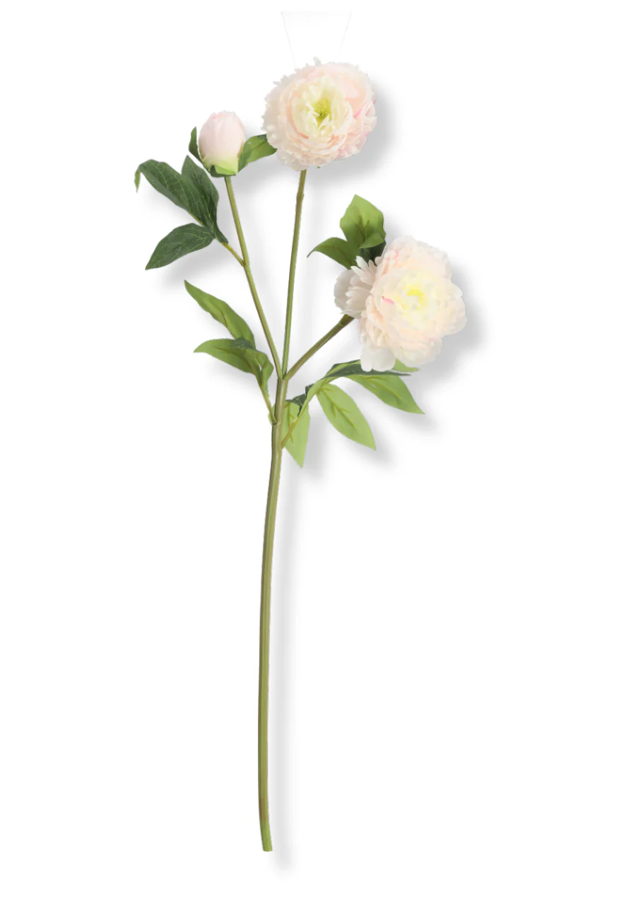Botané  Pæon blomst - rosa