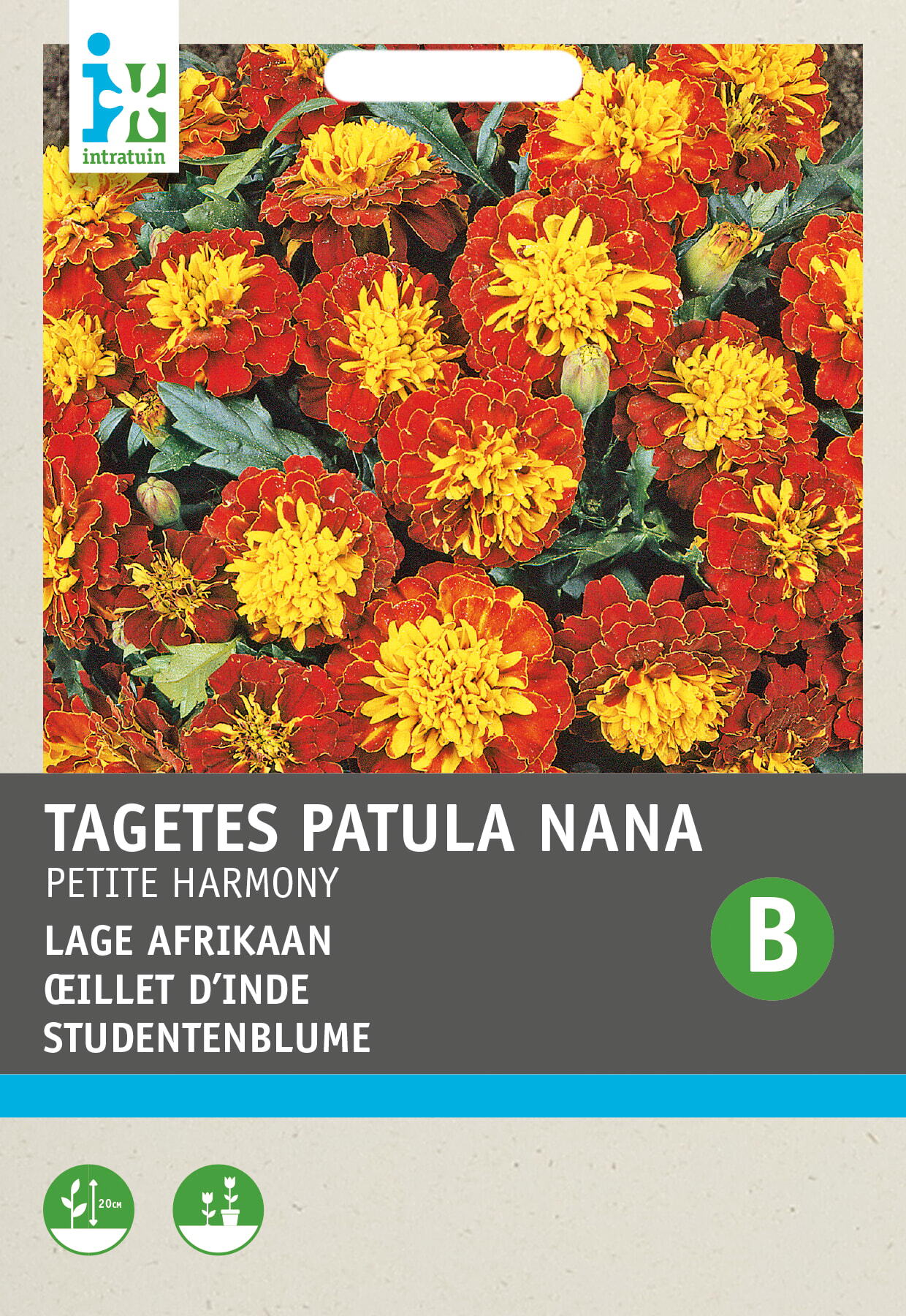 Intratuin bloemenzaad Afrikaantje (Tagetes 'Petite Harmony')