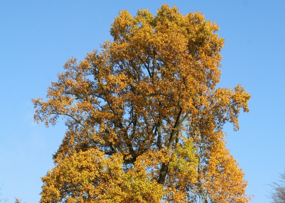 Jardin dans le sac - tulipier de virginie - 20 graines - liriodendron tulipifera
