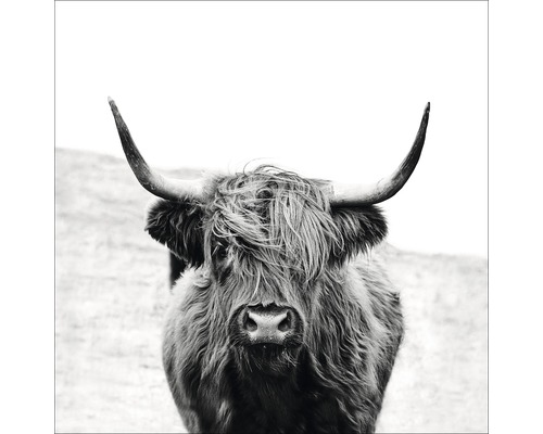 Giclée canvas schilderij Scott Highland Cattle II 80x80 cm