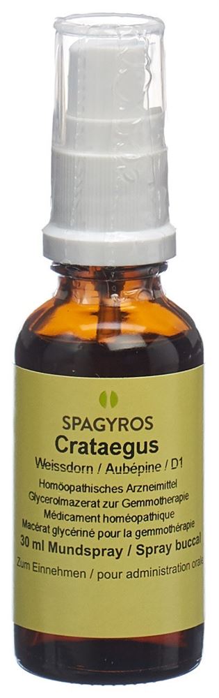 Spagyros Crataegus laevi Glyc Maz 1 D Spr 30 ml