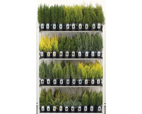 Gemengde coniferen FloraSelf T13 cm L willekeurige selectie van variëteiten