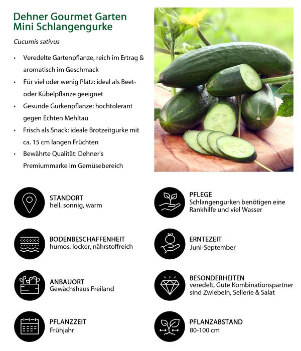 Dehner Gourmet Garten Mini Schlangengurke,