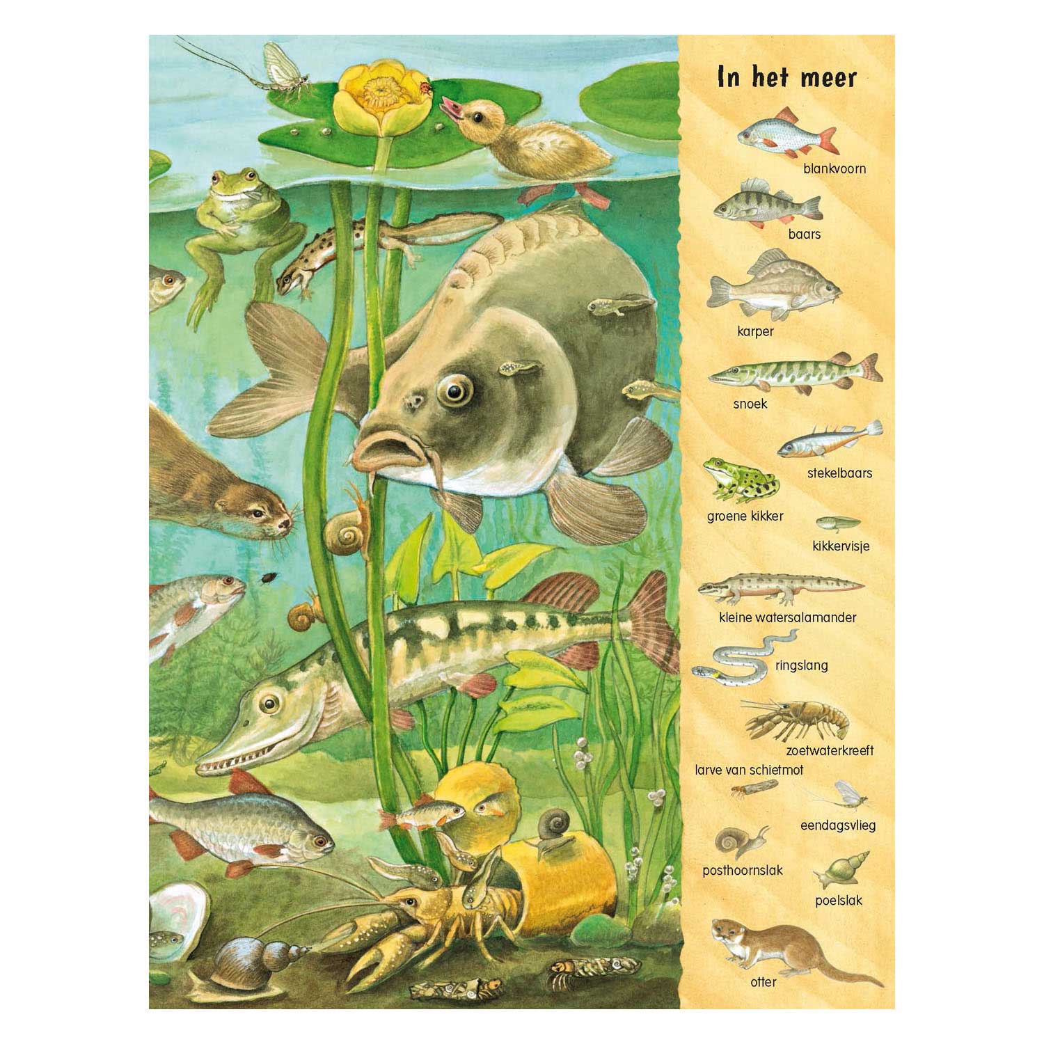 Kijk- en Zoekboek - Bij het water