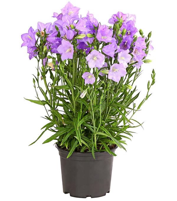 Glockenblume 'Takion', verschiedene Farben