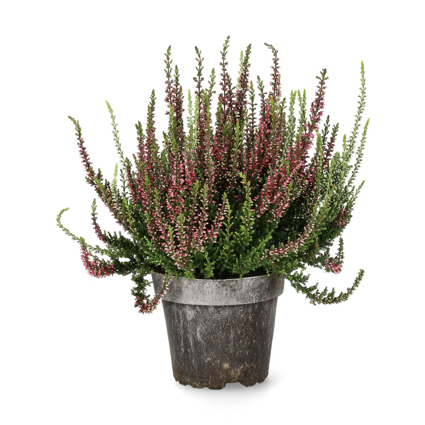 Calluna vulgaris (Garden Girls Series) Røsslyng 'Garden Girls Twin' Ø12 cm
