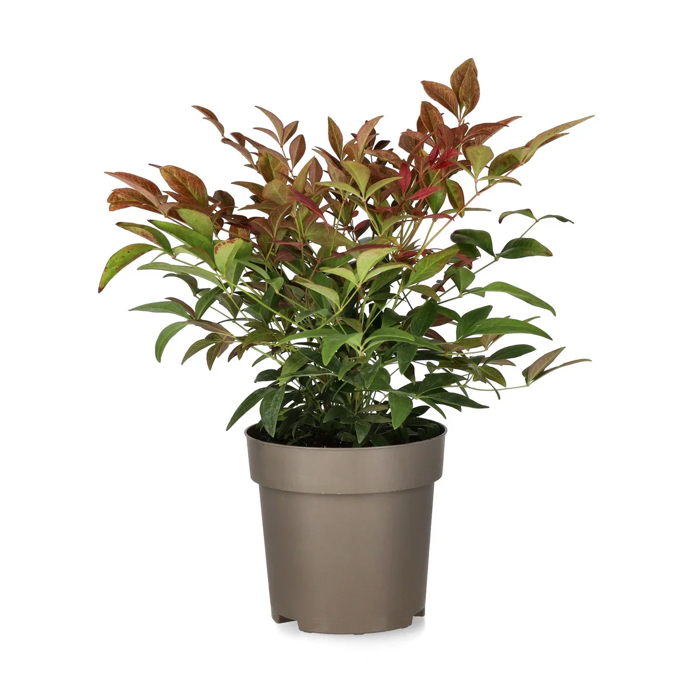 Nandina domestica OBSESSED ('Seika') Himmelsk bambus OBSESSED ('Seika') Ø11 cm