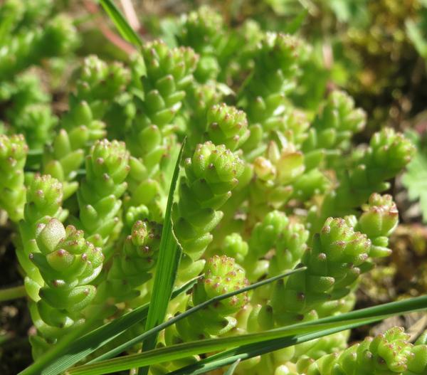 Bio Gold-Mauerpfeffer 'Aureum'