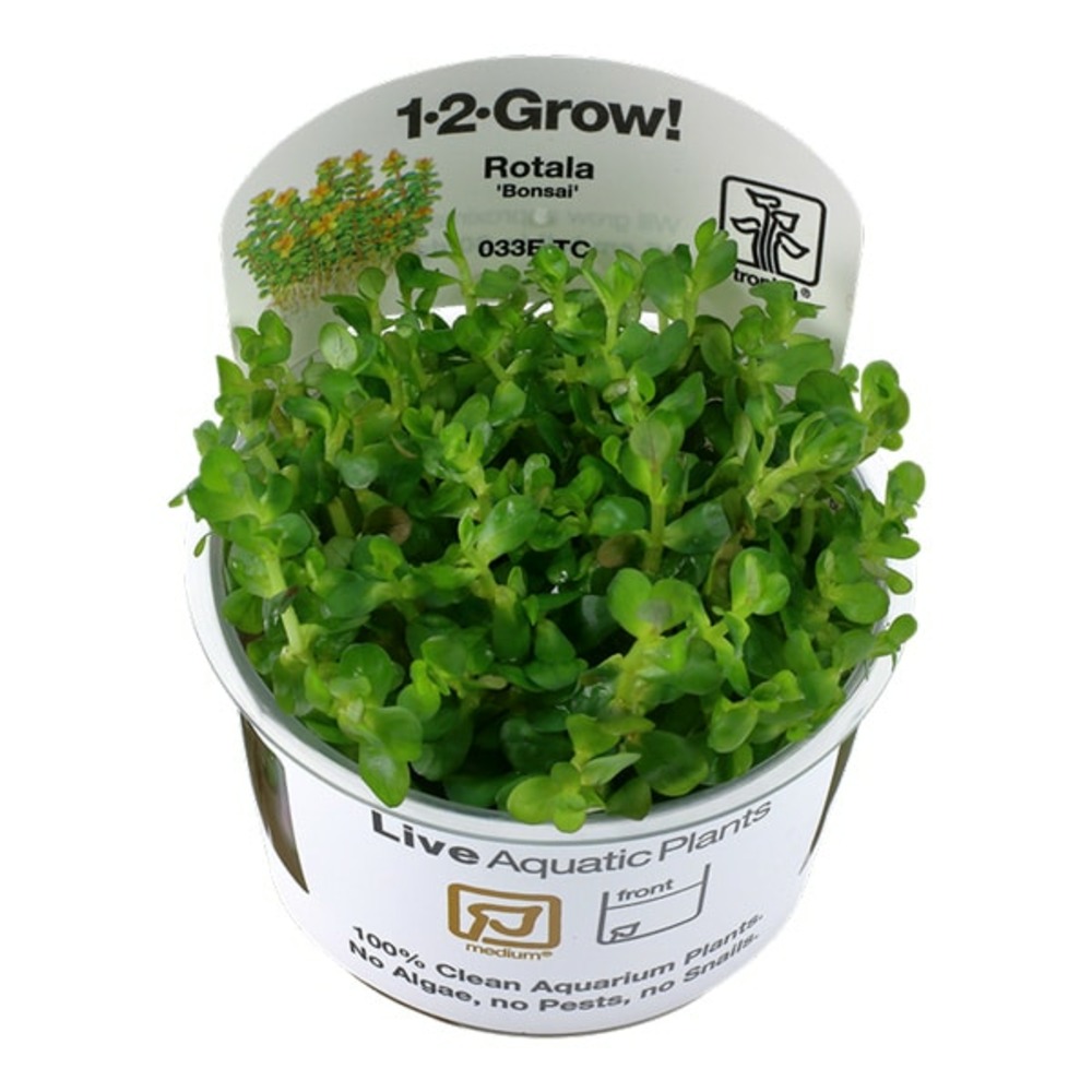 Rotala indica bonsai in vitro