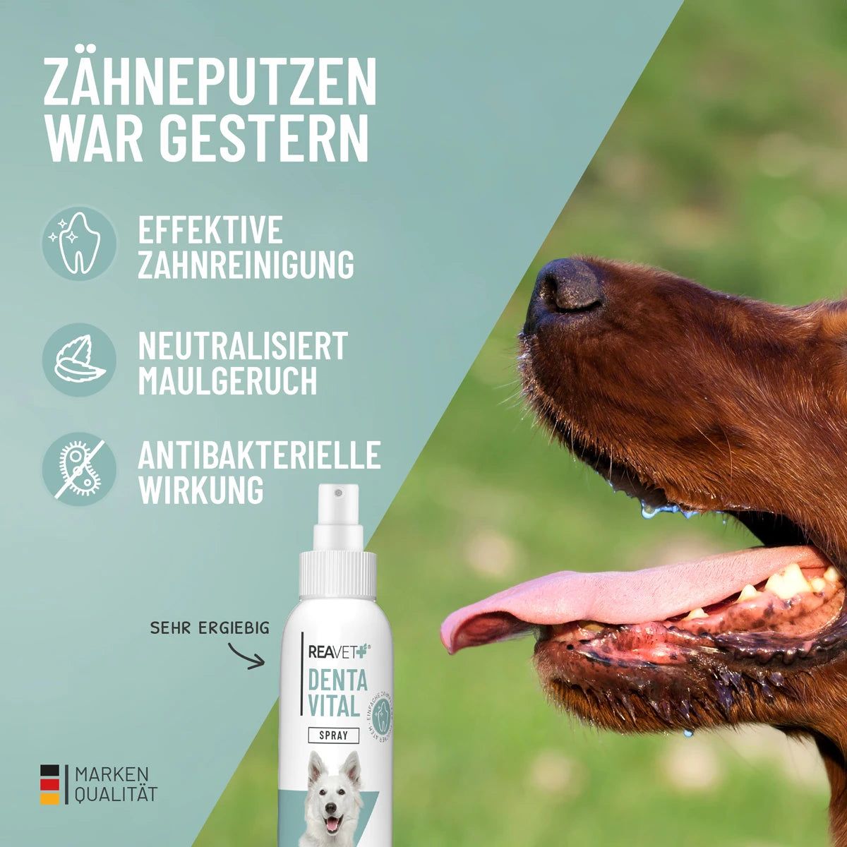 Denta Vital Spray für Hunde - ReaVET