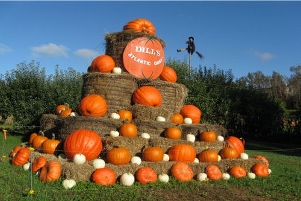 Potiron - atlantic giant - 7 graines - cucurbita maxima