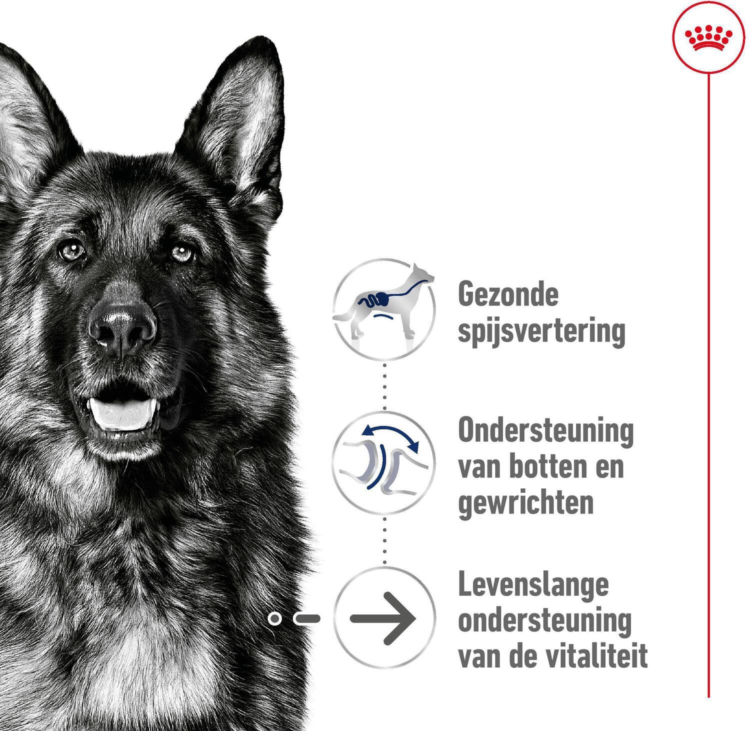 Royal Canin hondenvoer Maxi Ageing 8+ 3 kg