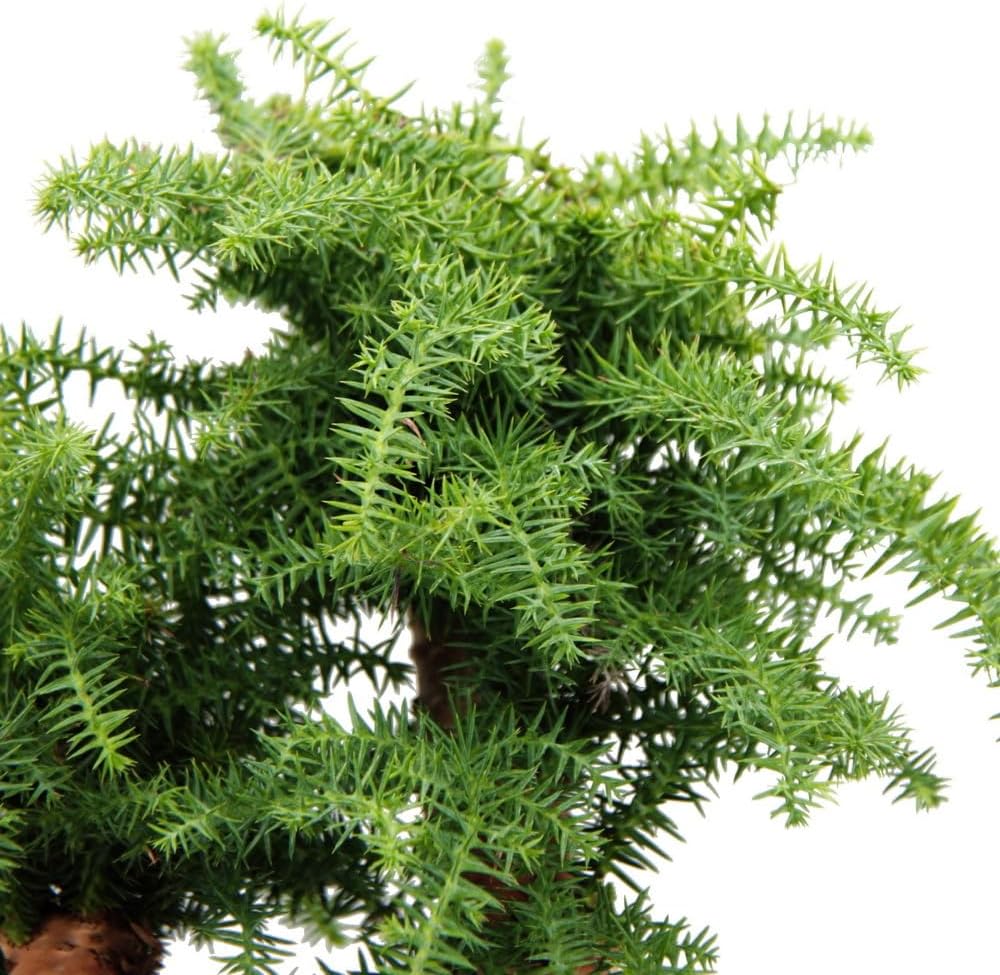 Exotenherz Zimmerbonsai Araucaria cunninghamii Zimmertanne Neuguinea-Araukarie ca. 65cm hoch 26cm Schale Schwarz Keramik
