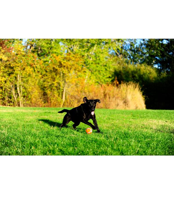 Chuckit!® Hundespielzeug Tennisball