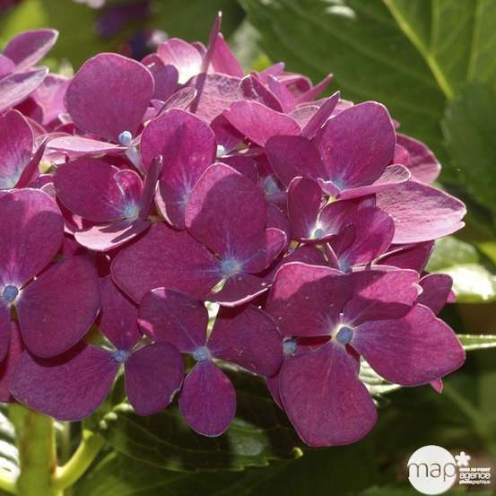 Hydrangea 'Ayesha', ctr 3 L
