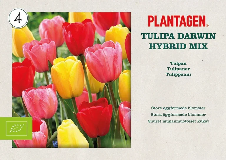 Tulipa (Darwinhybrid-Group) Tulipan Darwin-hybrider miks ØKO