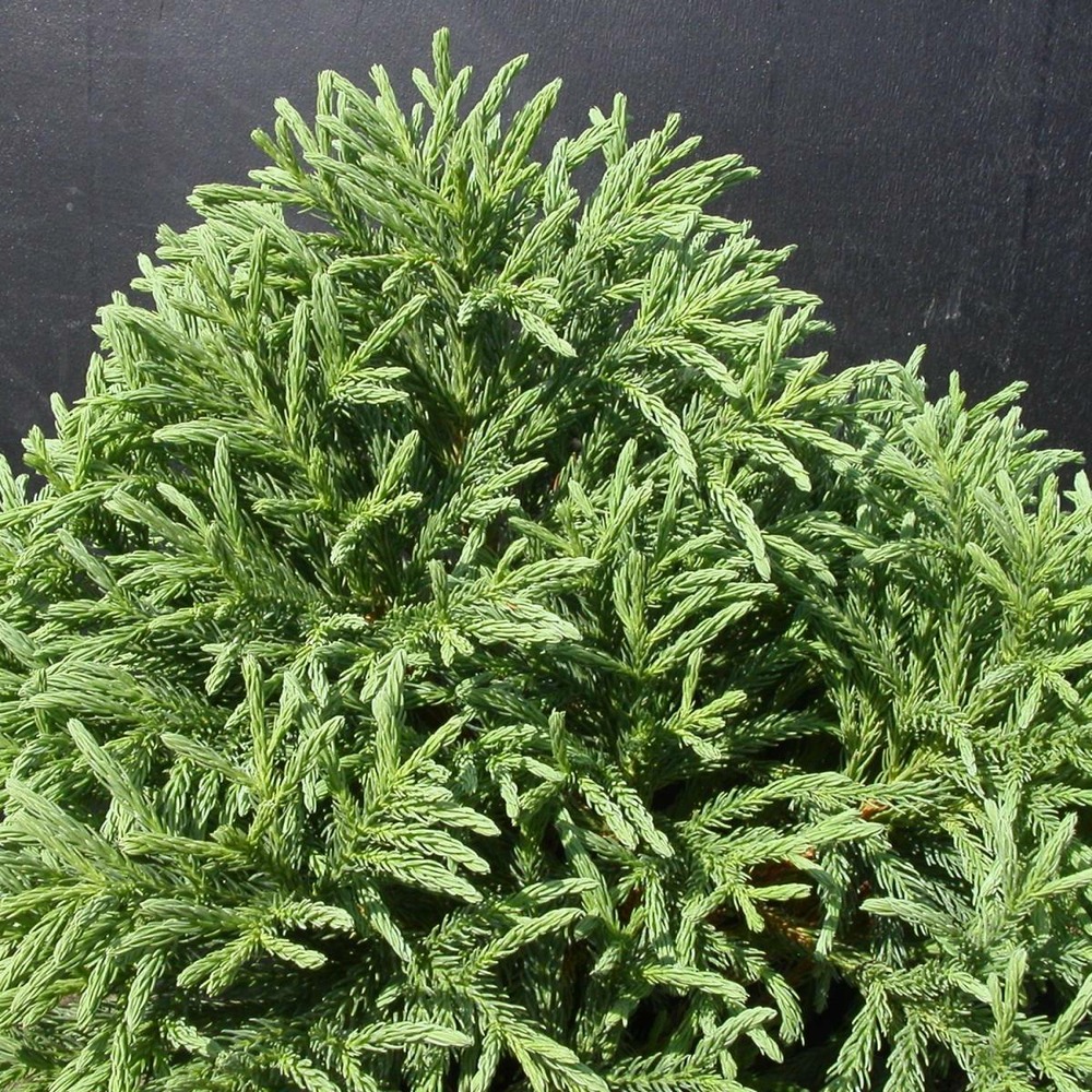 Cèdre du japon japonica globosa nana/cryptomeria japonica globosa nana[-]pot de 3l - 40/60 cm
