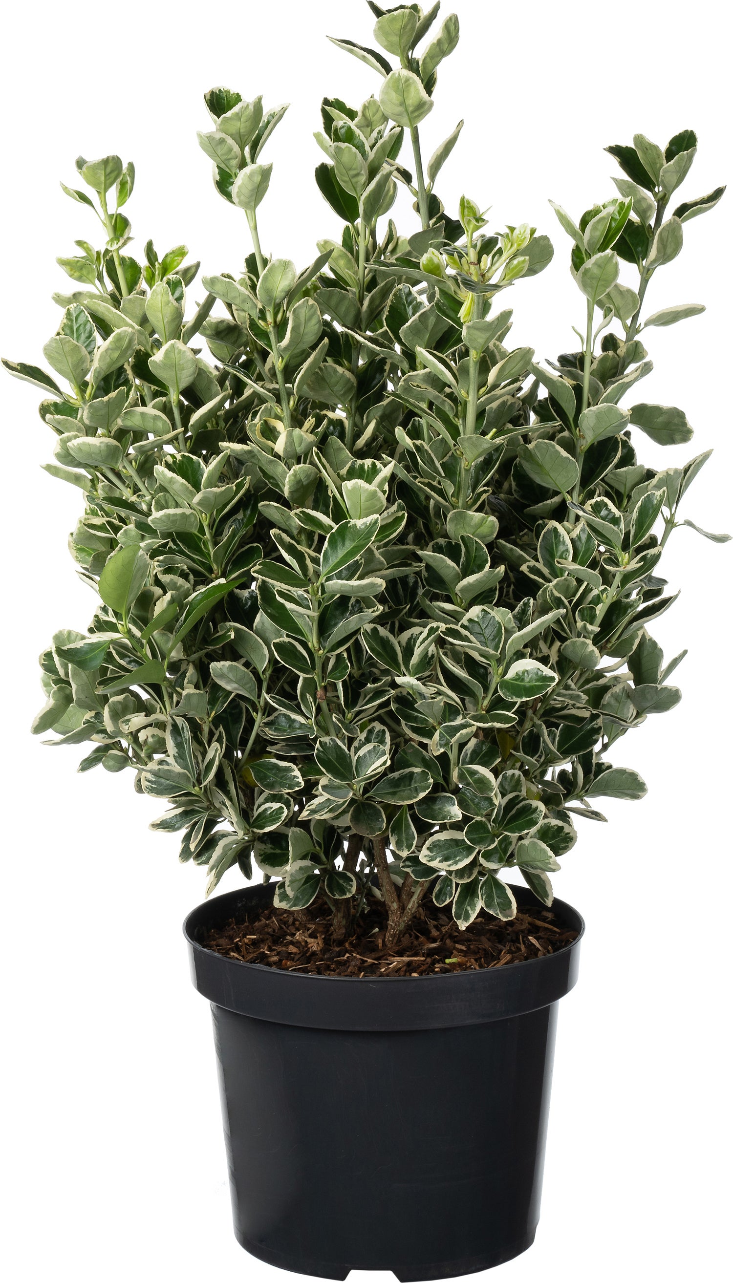 Japanse Kardinaalsmuts (Euonymus japonica 'Kathy') D 26 H 50 cm