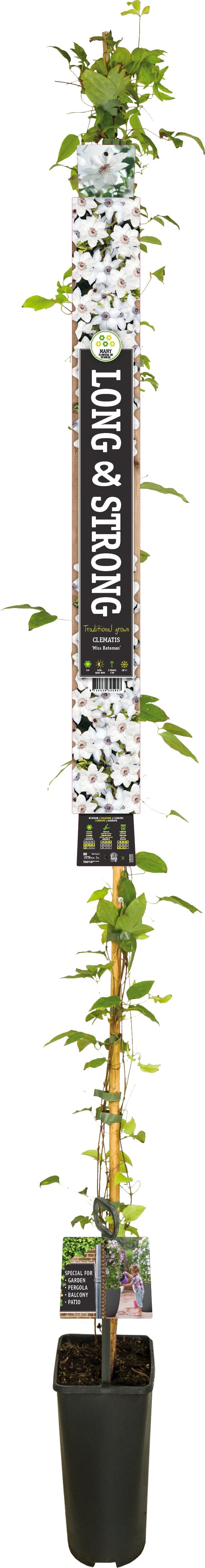 Bosrank (Clematis 'Miss Bateman') D 23 H 210 cm