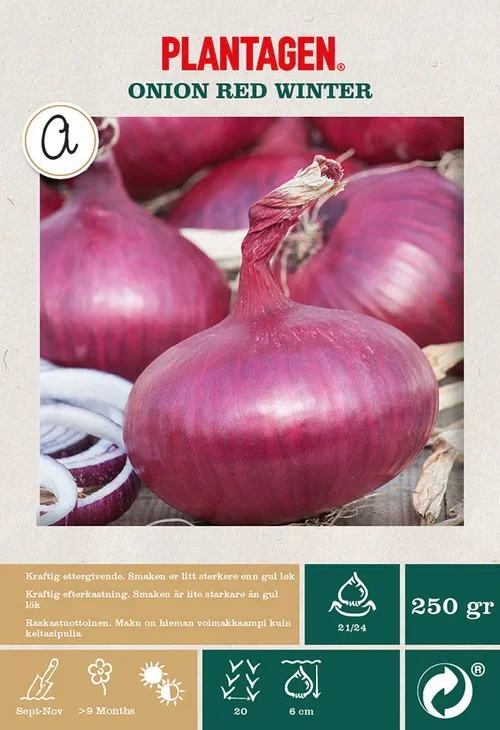 Allium cepa 'Red Winter' Rødløk 'Red Winter'