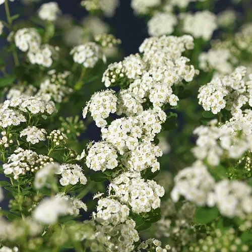 Spiraea nipponica 'Snowmound' Sommerspirea 'Snowmound' Ø22 cm