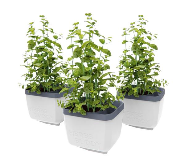 Gusta Garden Kräutertopf Herbs Buddy, ca.