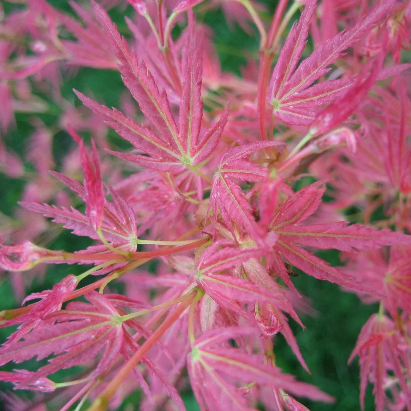Acer palmatum 'Wilson's Pink Dwarf' Acer palmatum 'Wilson's Pink Dwarf' japansk lønn Høyde 125 cm