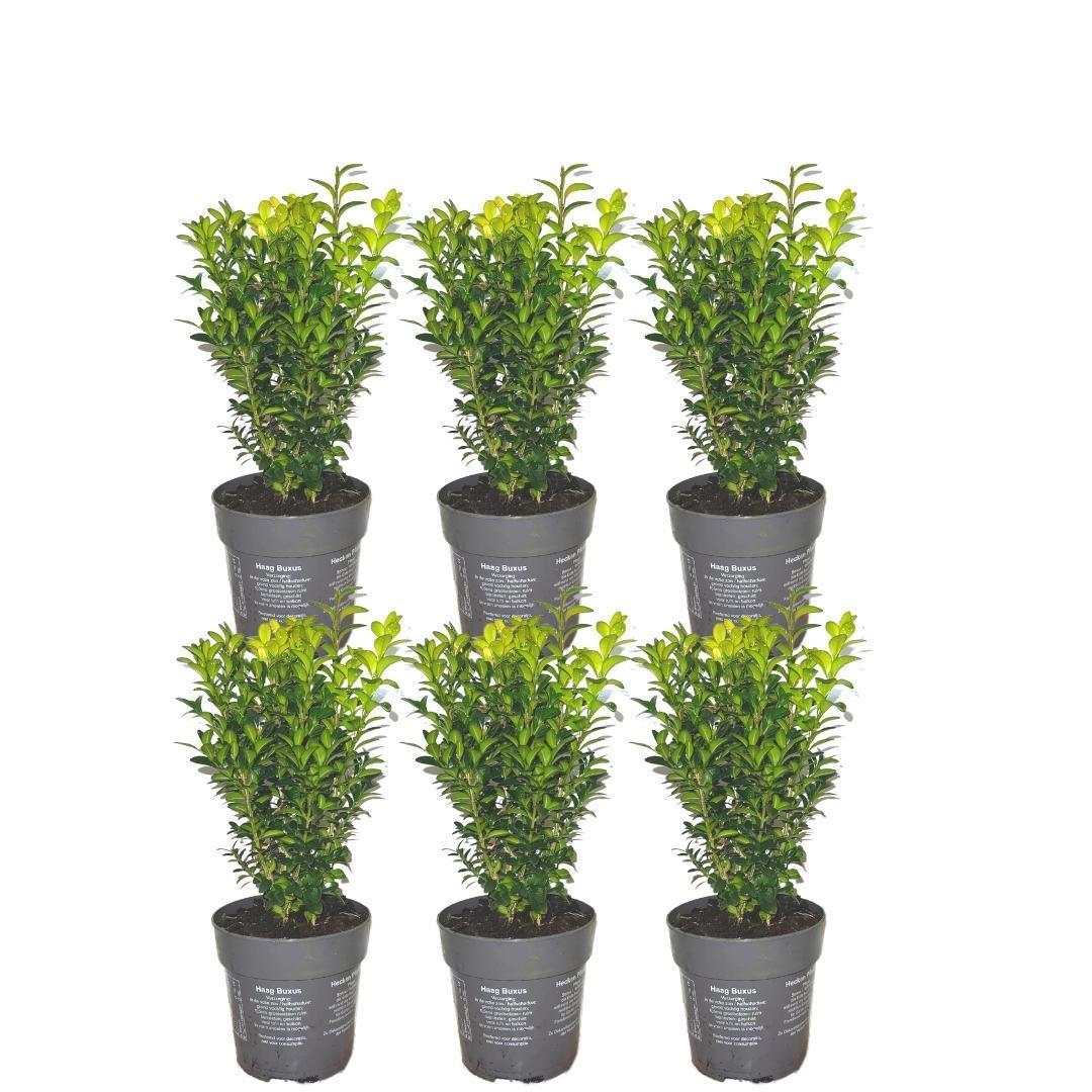 Haie buxus sempervirens