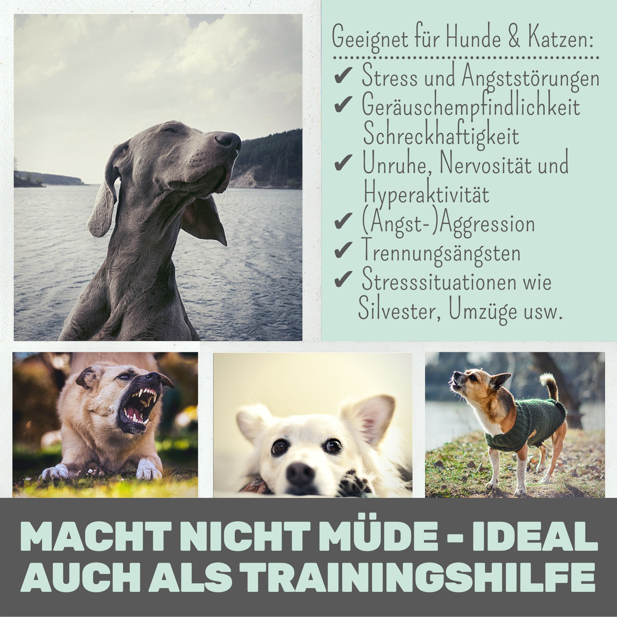 noms+ Wohlfühlmix für Hunde & Katzen bei Stress, Angst, Unruhe und Hyperaktivität
