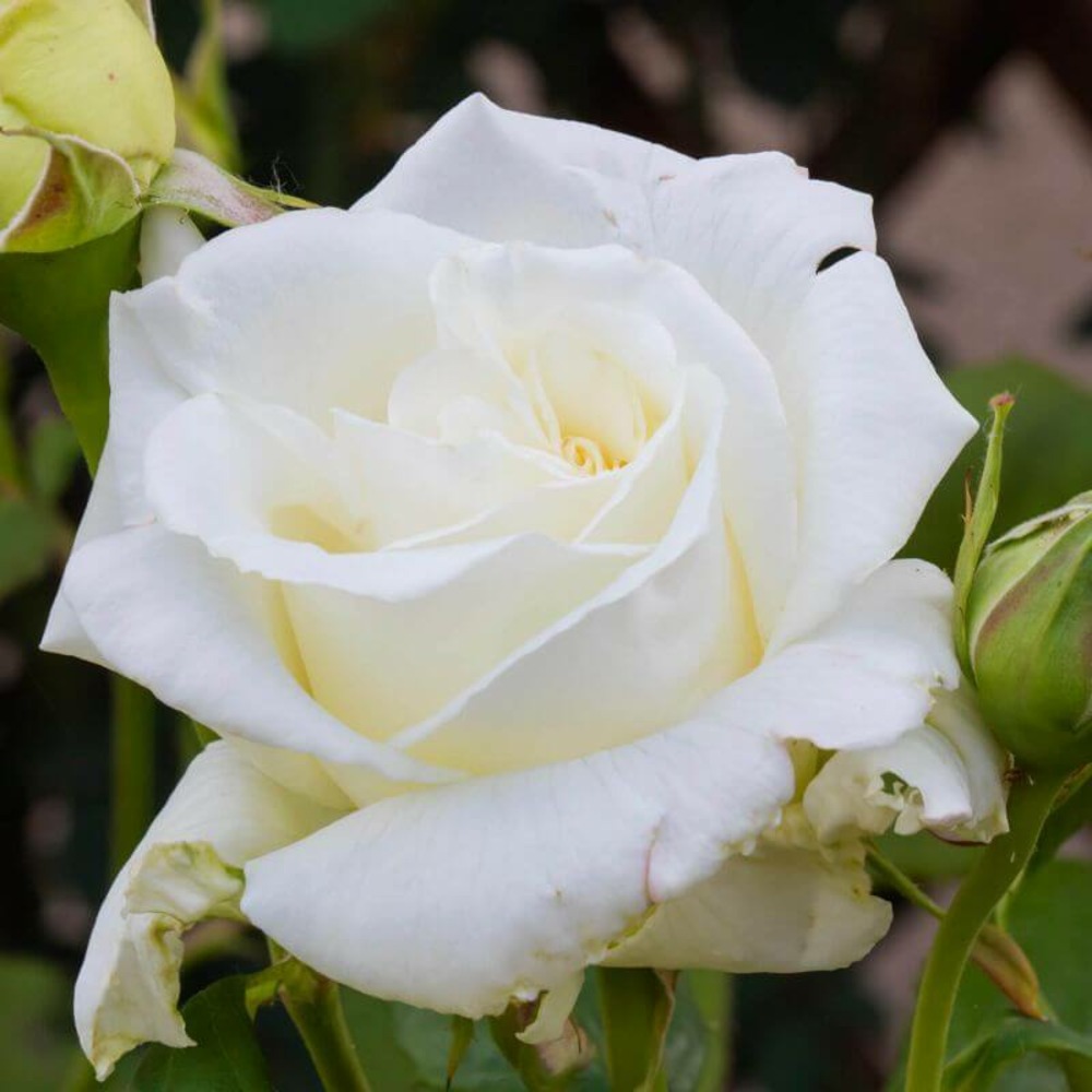 Rosier 'jean paul ll' -