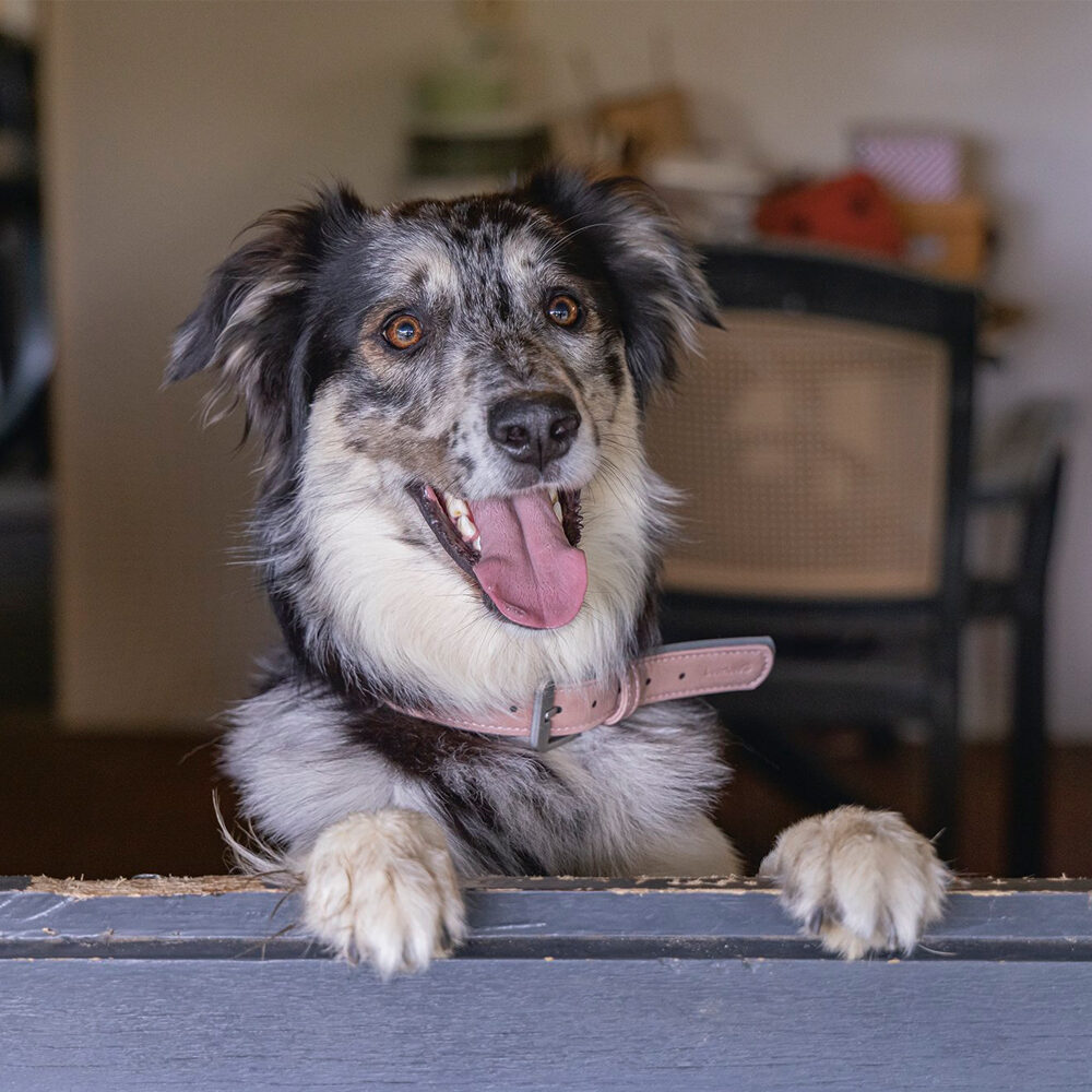 Beeztees  Balacron Ax Halsband Kunstleer - Hond