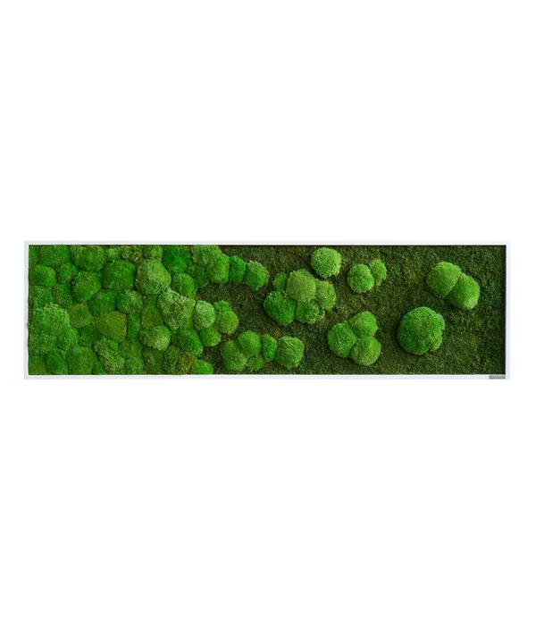 styleGREEN Bild aus Wald- und Kugelmoos im