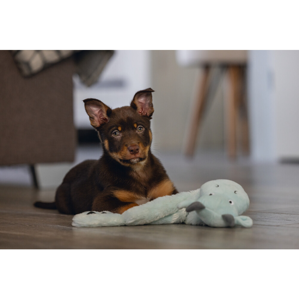 Beeztees Pup Flatino Draak Yi Groen